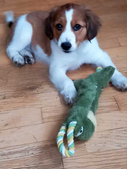 Kooikerhondje Lilly als Welpe