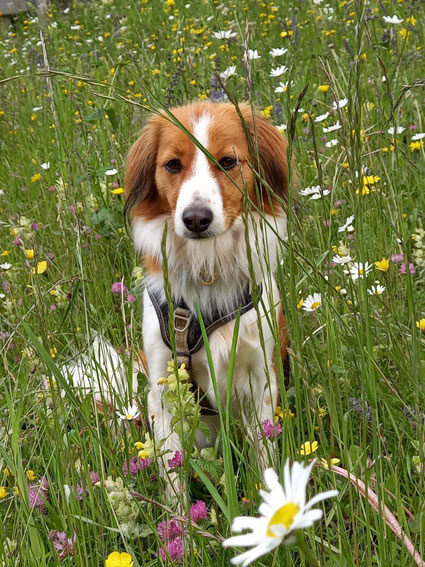 Lilly liebt die Natur